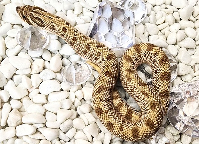 Western hognose snake