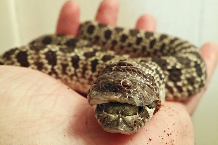 Help! My snake has had trouble shedding for a week or so. I'm guessing it  was my humidity. I set up new Coco Husk, ordered a temp/humidity reader,  and put a humidifier